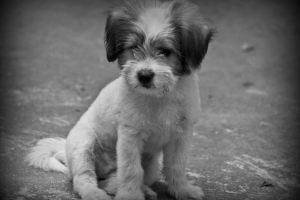 U magadanu je pijan veterinar ubio štenca ispred djece U magadanu je pijan veterinar ubio štenca ispred djece